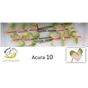 Anthurium andr. 'Acura'