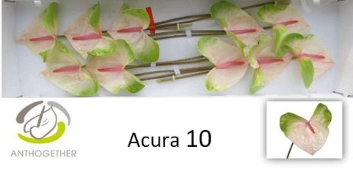 <h4>Anthurium andr. 'Acura'</h4>