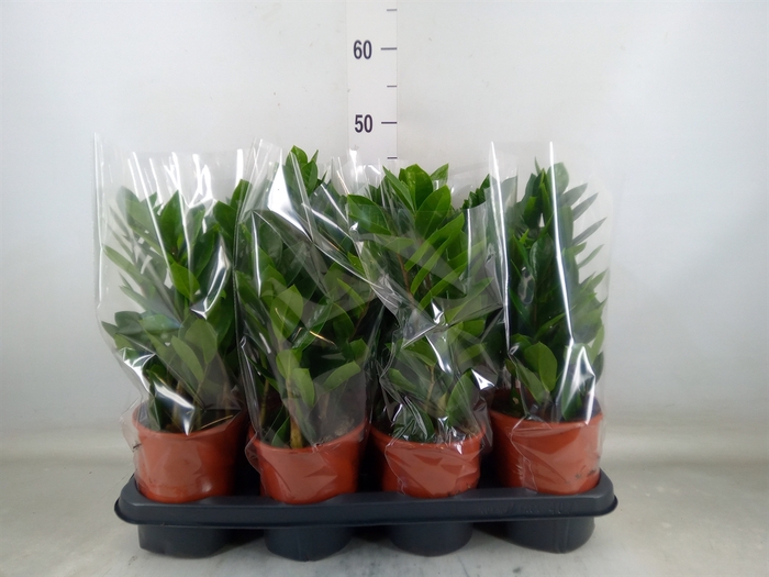 <h4>Zamioculcas zamiifolia</h4>