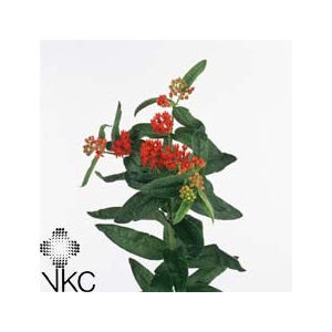 ASCL T RED BEAUTY