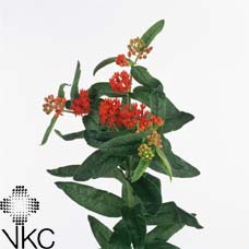 <h4>ASCL T RED BEAUTY</h4>