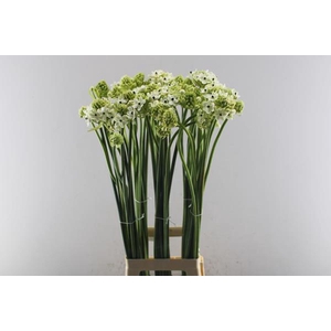 Ornit Saundersiae L80