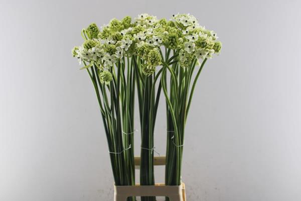 <h4>Ornit Saundersiae L80</h4>