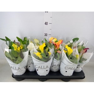 Zantedeschia   ...mix
