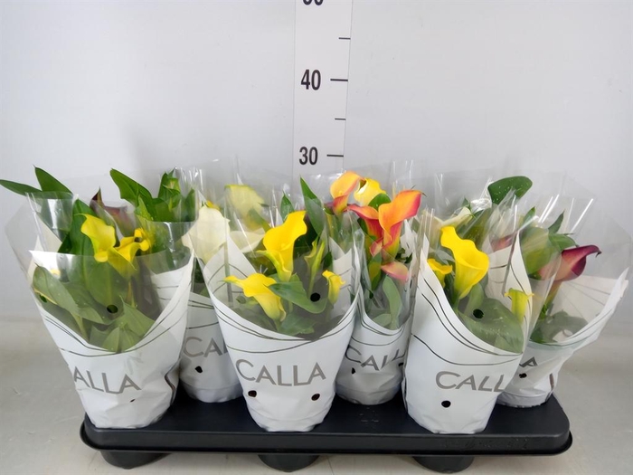 <h4>Zantedeschia   ...mix</h4>