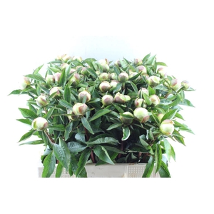 Paeonia L Duches D Nemo