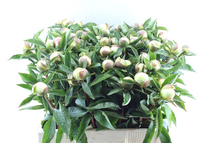 <h4>Paeonia L Duches D Nemo</h4>