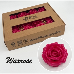 Zijde R Wx Cerise