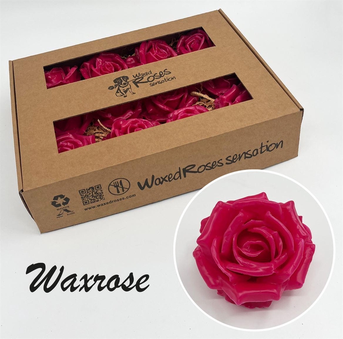 <h4>Zijde R Wx Cerise</h4>