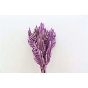 Dried Palm Spear 10pc Milka Bunch