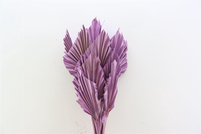 Dried Palm Spear 10pc Milka Bunch