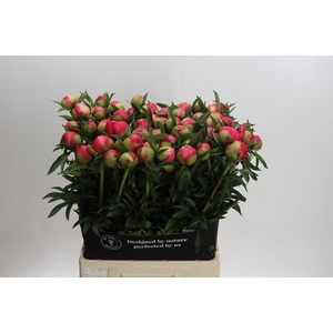 Paeonia Coral Charm