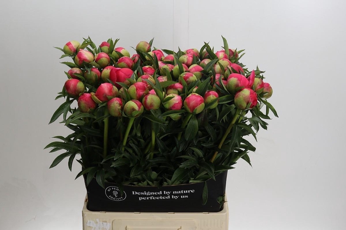 <h4>Paeonia Coral Charm</h4>