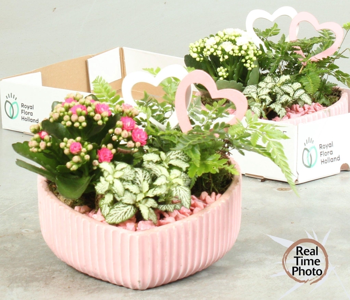 <h4>ARR KAMERPL</h4>