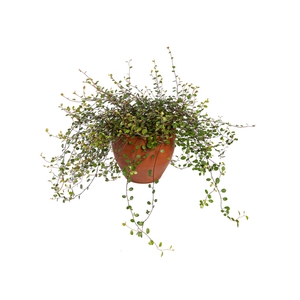 MUEHLENBECKIA ANGEL VINE P14