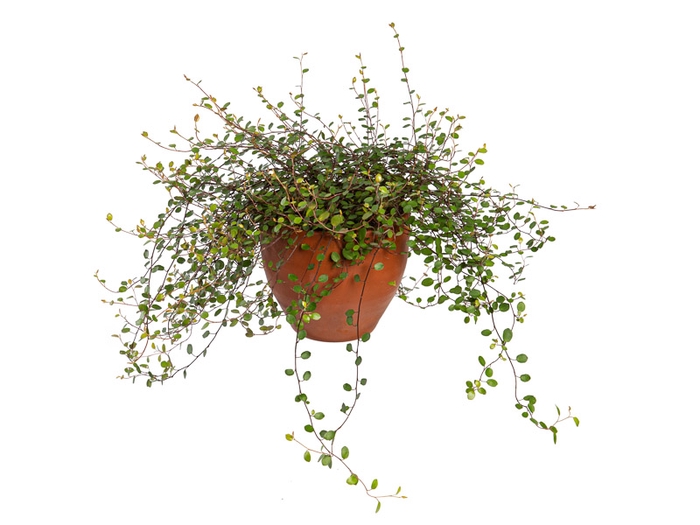 <h4>MUEHLENBECKIA ANGEL VINE P14</h4>