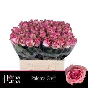 Rosa a grande fleur Paloma Steffi