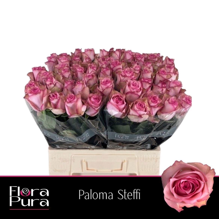 <h4>Rosa a grande fleur Paloma Steffi</h4>