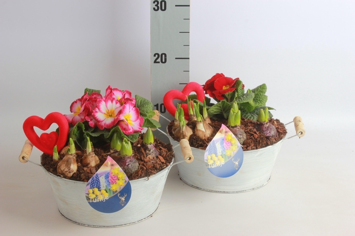 <h4>ARR TUINPLANTEN</h4>