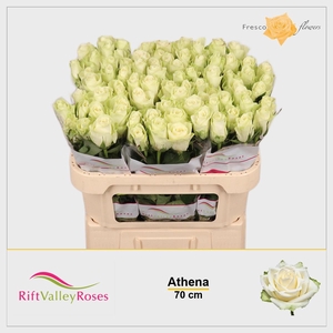 R GR ATHENA