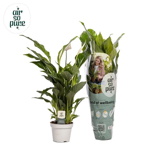 <h4>Spathiphyllum 13 cm Strauss Air So Pure</h4>
