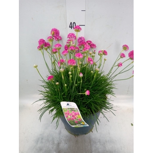Armeria maritima