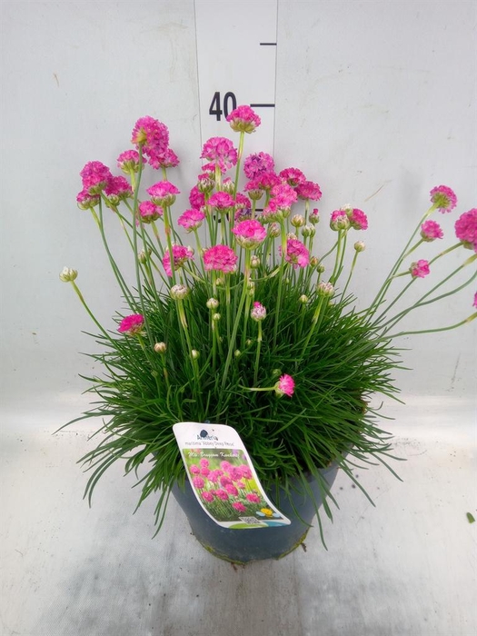 <h4>Armeria maritima</h4>