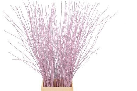 <h4>BETULA BS KLB H%</h4>