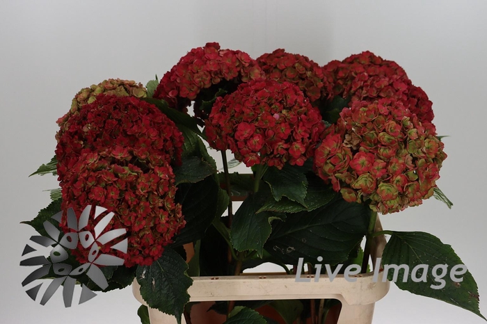 Hydrangea royal anastasia classic