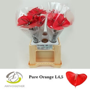 Anthurium Pure Orange