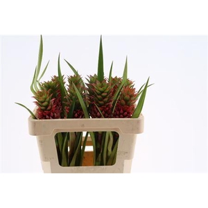 Ananas overig
