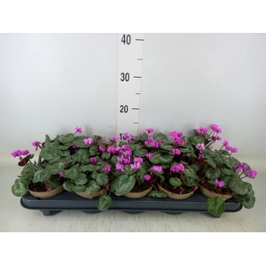 Cyclamen coum