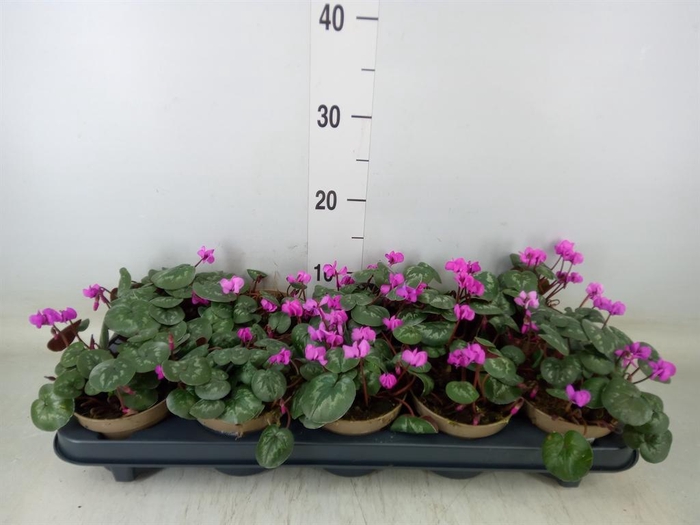 <h4>Cyclamen coum</h4>