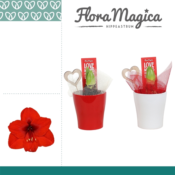 <h4>Amaryllis Rood 2 Knop in Ompot Amy LOVE</h4>