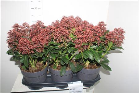 <h4>Skim J Rubella 10+</h4>