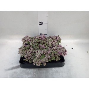 Callisia repens 'Rosato'