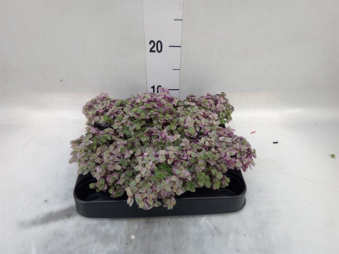 <h4>Callisia repens 'Rosato'</h4>