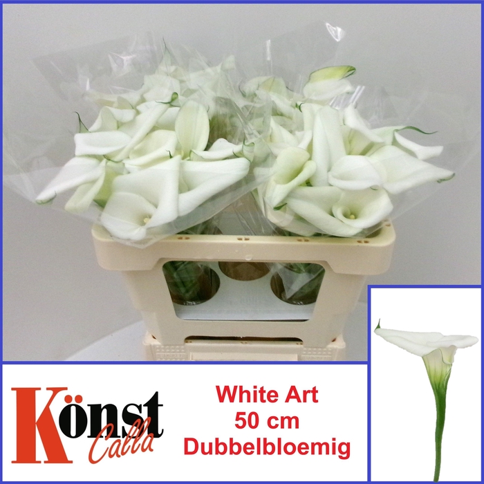 <h4>ZANT WHITE ART</h4>