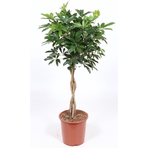 Schefflera Compacta