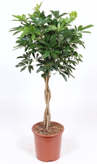 <h4>Schefflera Compacta</h4>