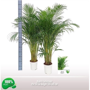 Dypsis lutescens   ...Chrysalidoca