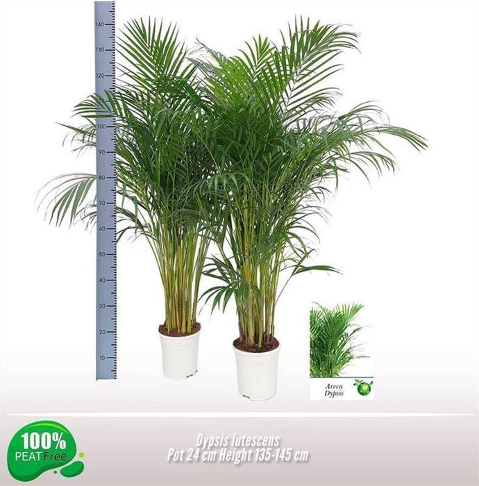 <h4>Dypsis lutescens ...Chrysalidoca</h4>