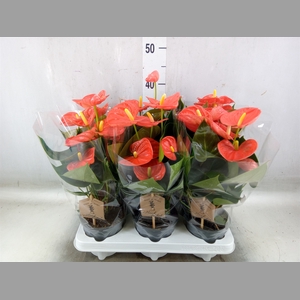 Anthurium andr. 'Prince of Orange'