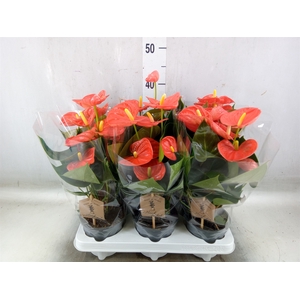 Anthurium andr. 'Prince of Orange'