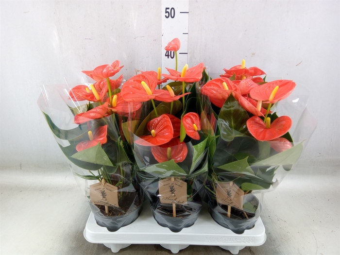 <h4>Anthurium andr. 'Prince of Orange'</h4>
