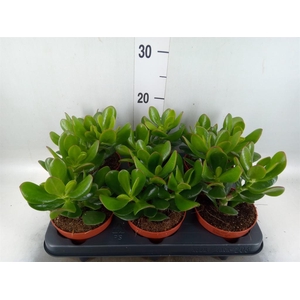 Crassula 'Magical Tree'