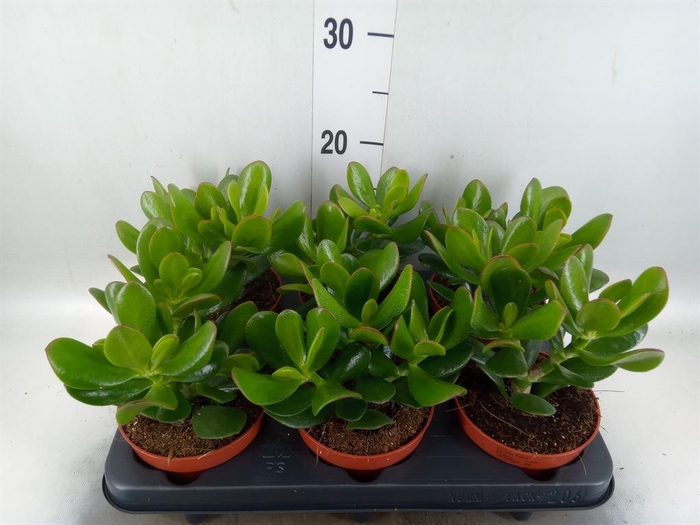 <h4>Crassula  'Magical Tree'</h4>