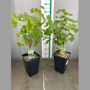 VITIS VINIFERA