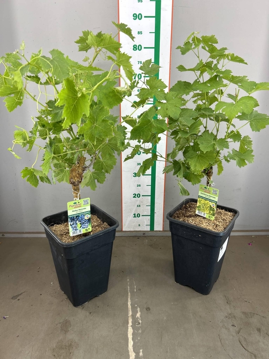 <h4>VITIS VINIFERA</h4>