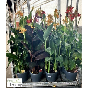 CANNA CANNOVA GEM